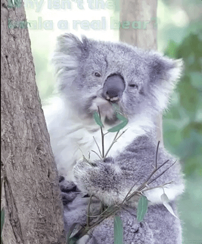 koala qualifications chew